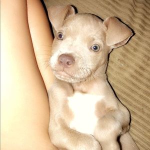 Meet your Posher, Natasha